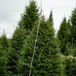 Black Label Christmas Trees